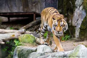 動物園で身元不明の遺体が発見　靴をくわえたトラが檻の中をウロウロと…　