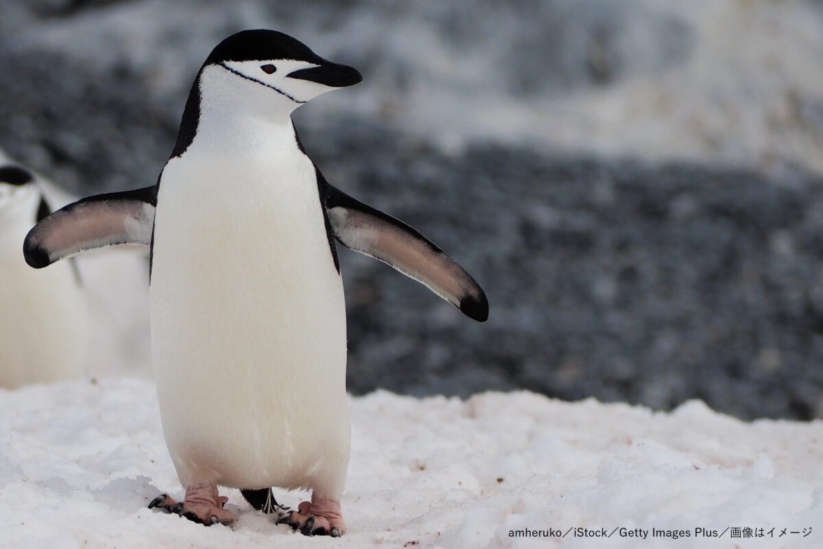 ヒゲペンギン