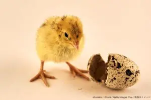動物好きな少女がスーパーで購入の卵からウズラを孵化　「かわいくて大切な親友」