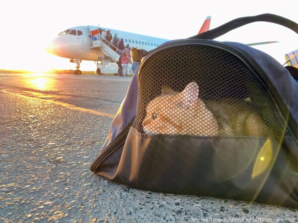 猫・飛行機