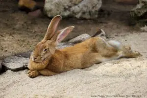 食用から「セラピーアニマル」に転身したウサギ　13キロ超えに育ち人気者に
