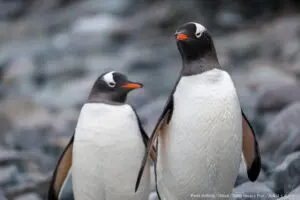 ジェンツーペンギンから鳥インフルが初検出　「他種間での感染にも注意を」と専門家