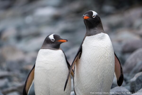 ジェンツーペンギン