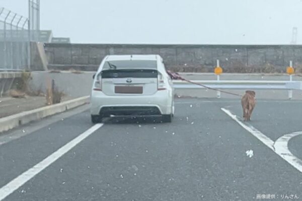 犬の散歩