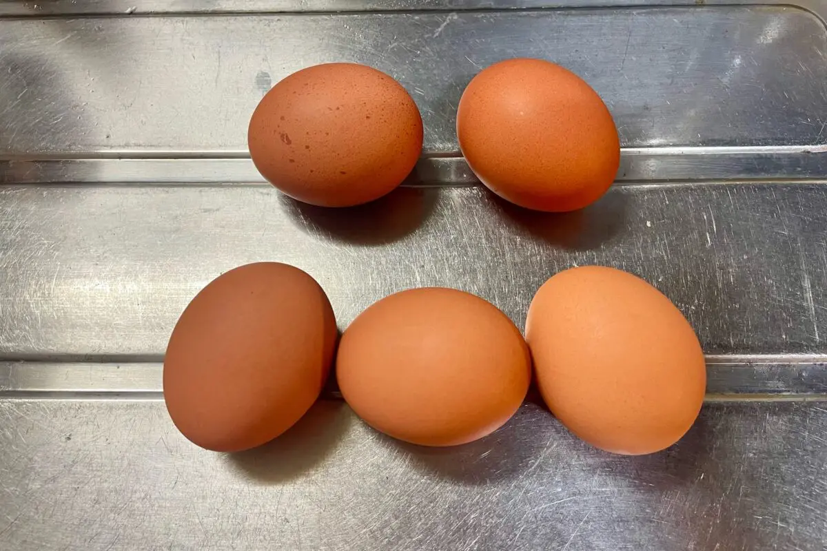 sirabeec20240228egg6