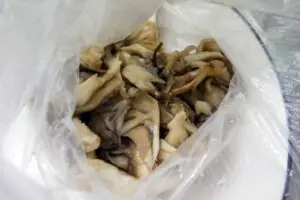 sirabee20240301iwrap3