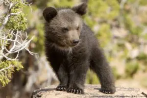 団地に現れた子熊を捕まえ自撮りした住人たち　当局は「危険」「触れないで」と苦言