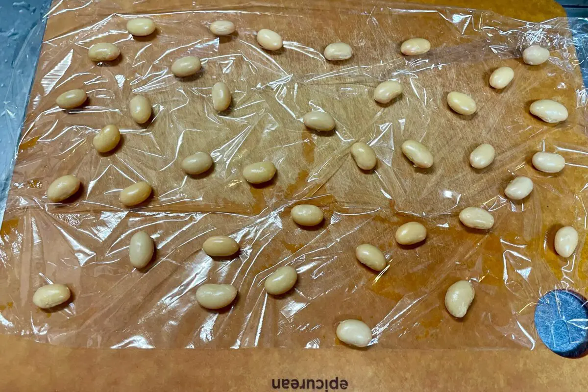 sirabee20240429soybean2