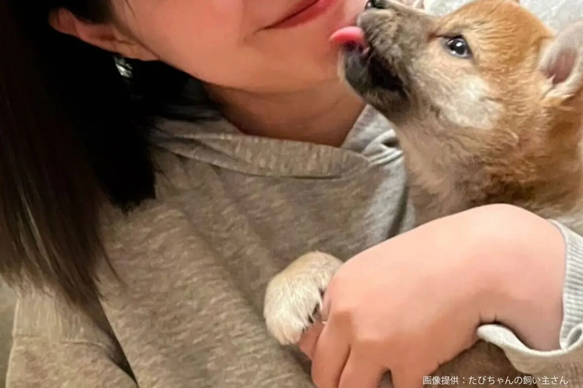 sirabee20240605shiba