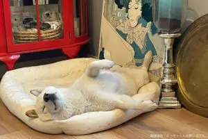 sirabee20240605shiba10