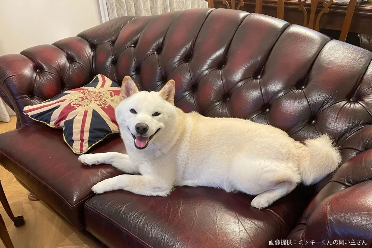 sirabee20240605shiba11