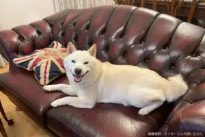 sirabee20240605shiba11