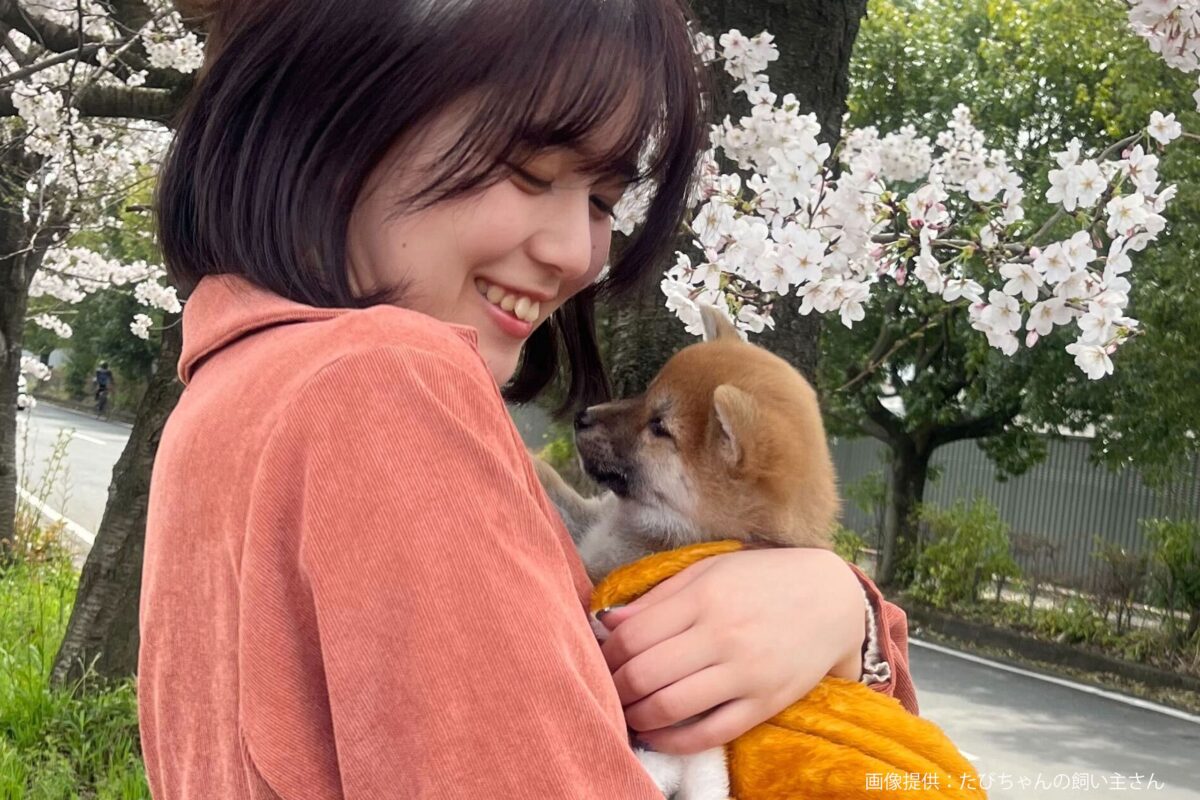 柴犬たびちゃん