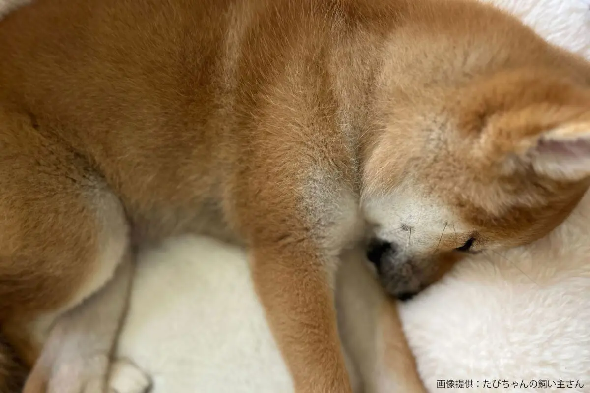sirabee20240605shiba13