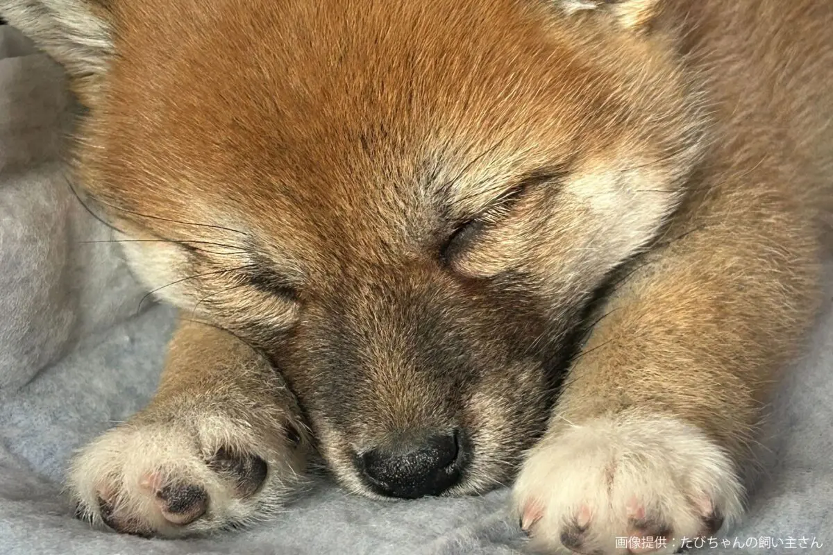 sirabee20240605shiba14