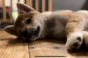 sirabee20240605shiba2