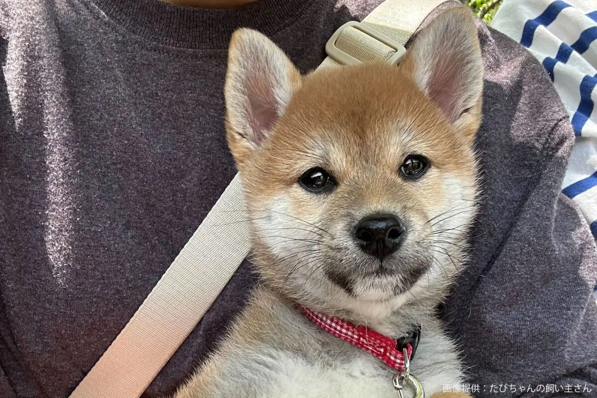 sirabee20240605shiba3