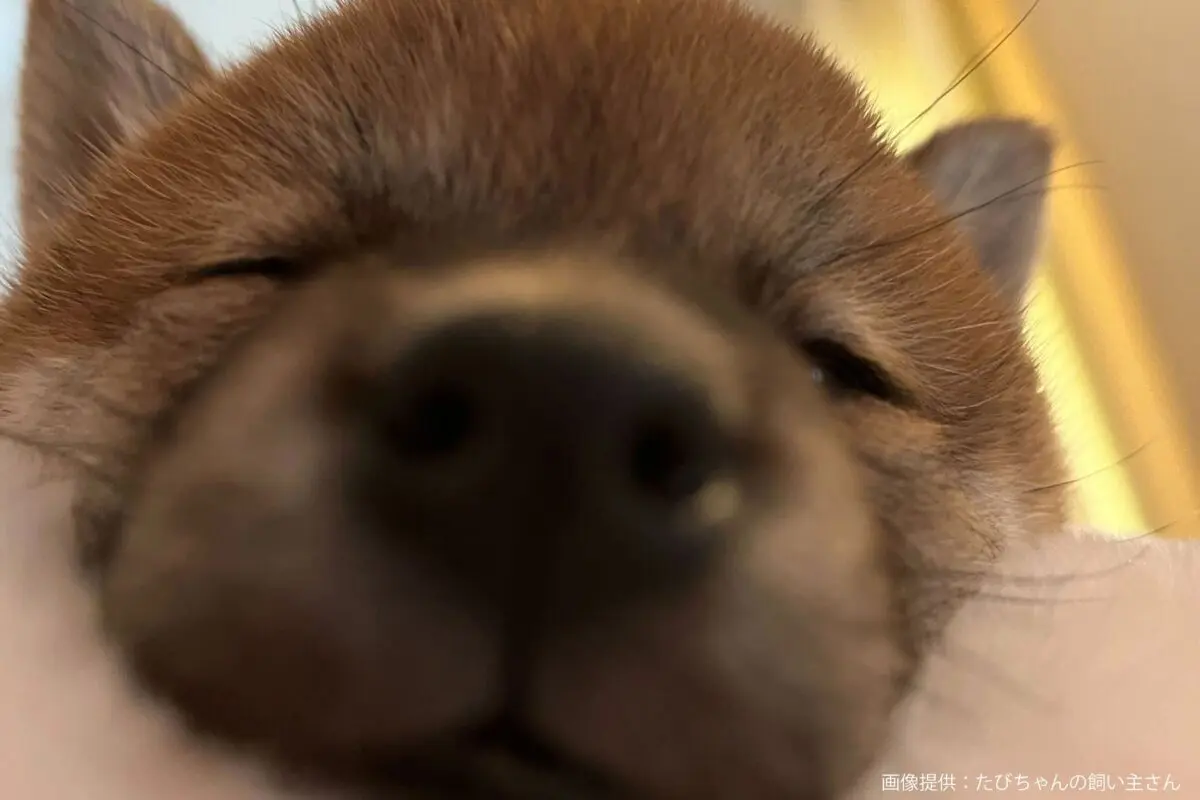 sirabee20240605shiba4