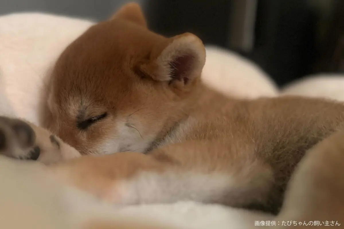 sirabee20240605shiba5