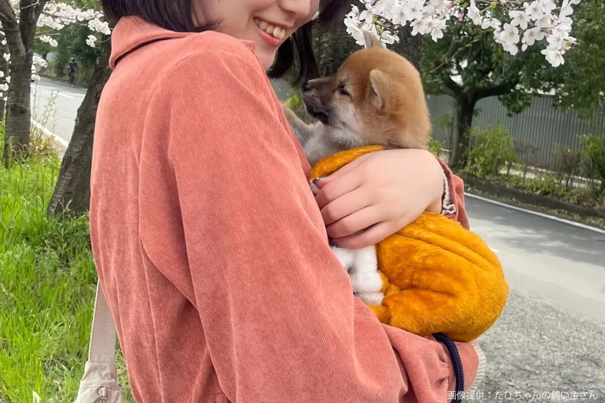 sirabee20240605shiba6