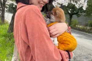 sirabee20240605shiba6