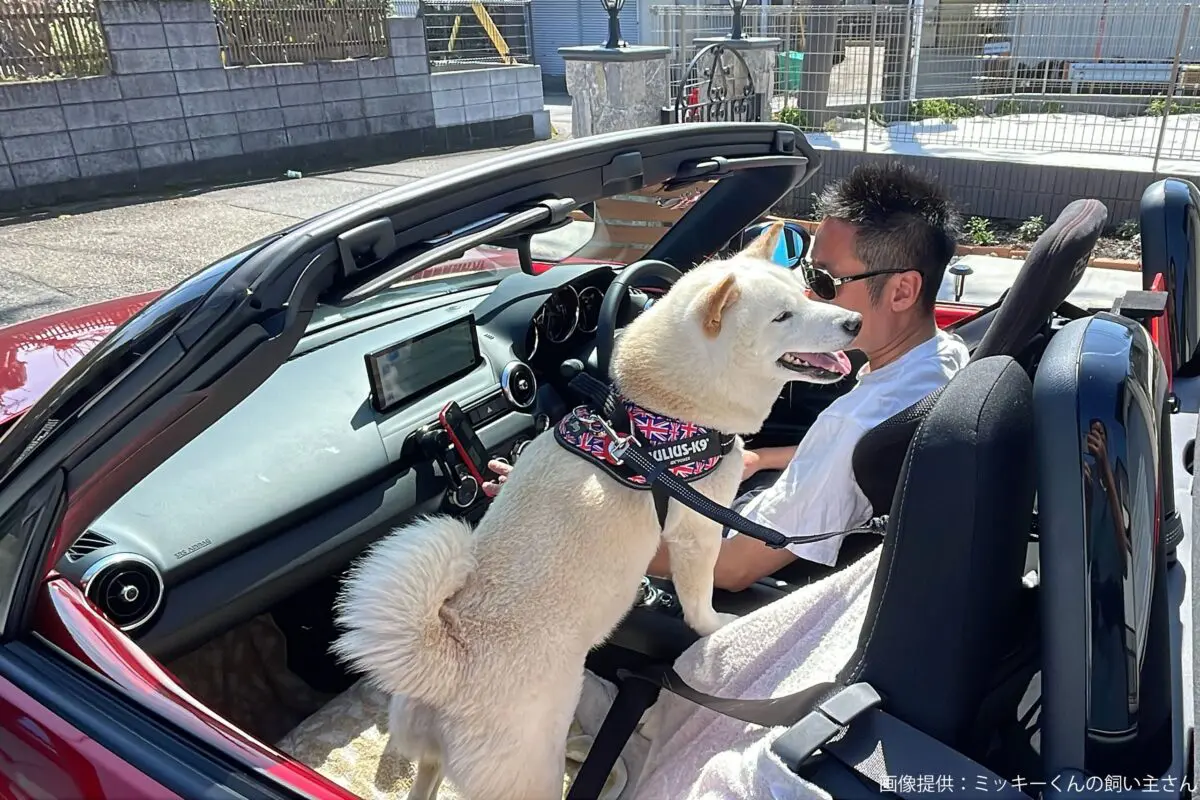 sirabee20240605shiba7