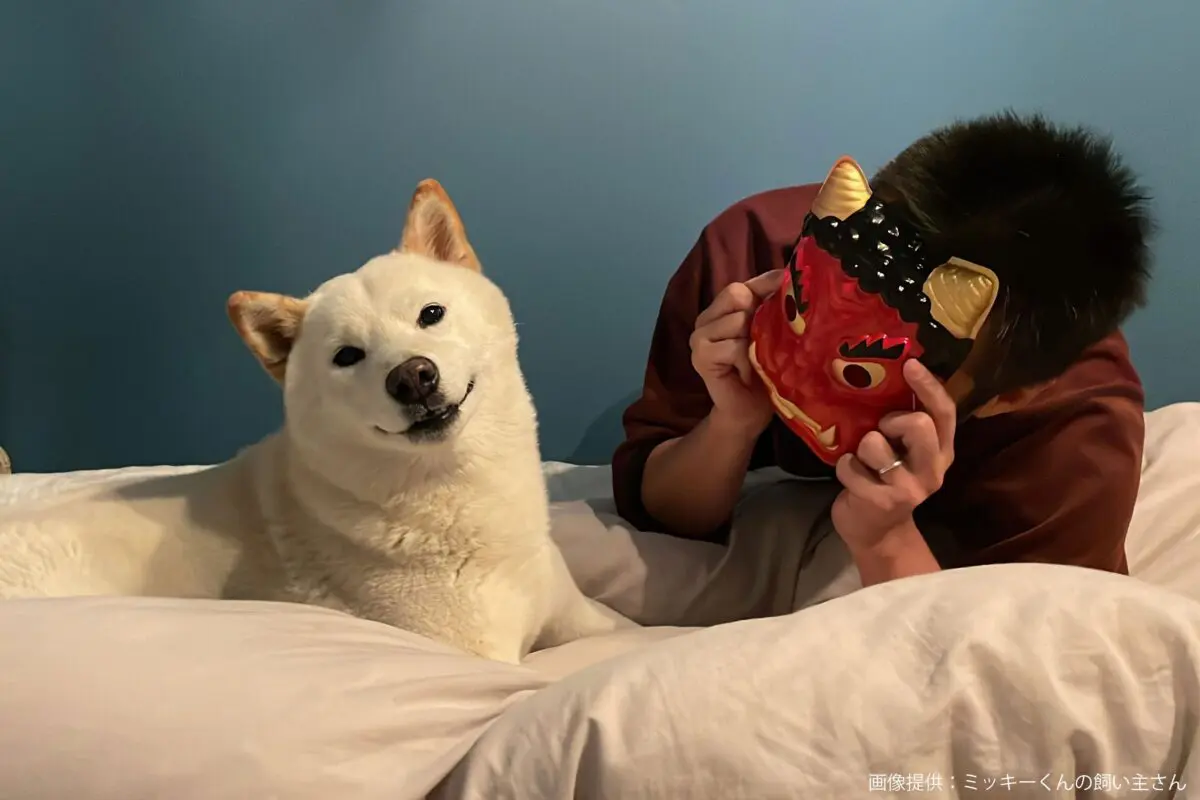 sirabee20240605shiba9