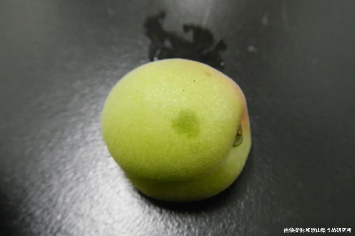 sirabee20240607kamemushi2