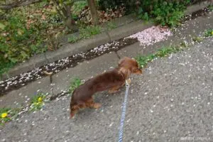 sirabee2024017chill10