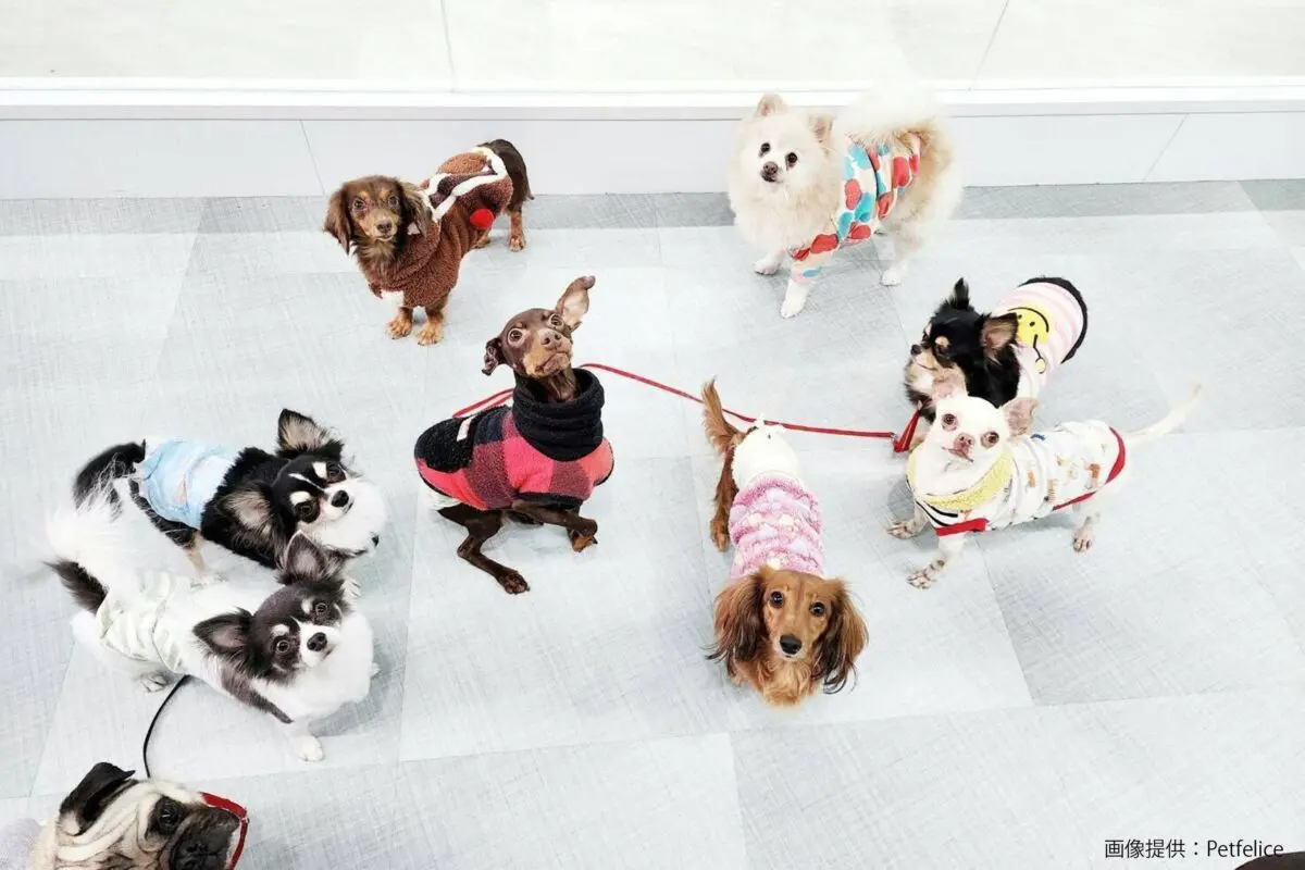 sirabee2024017chill11