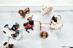 sirabee2024017chill11