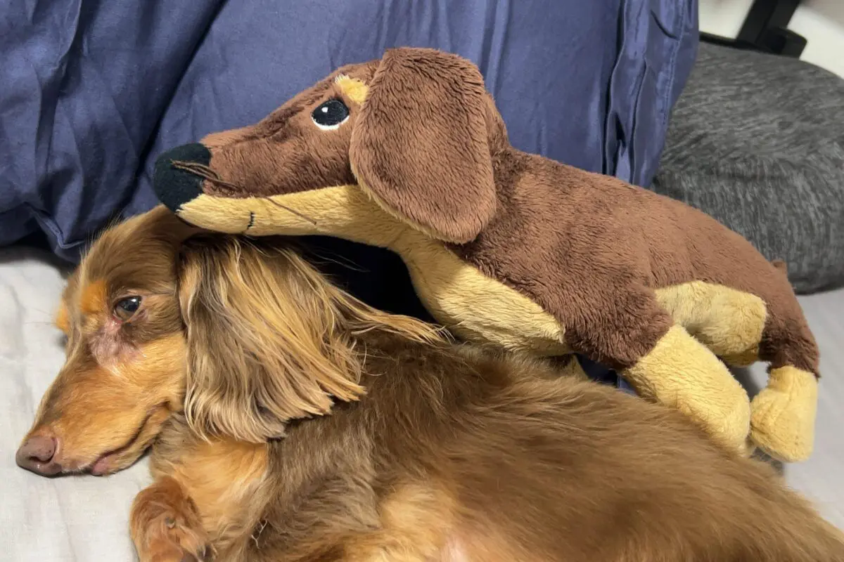 sirabee2024017chill13