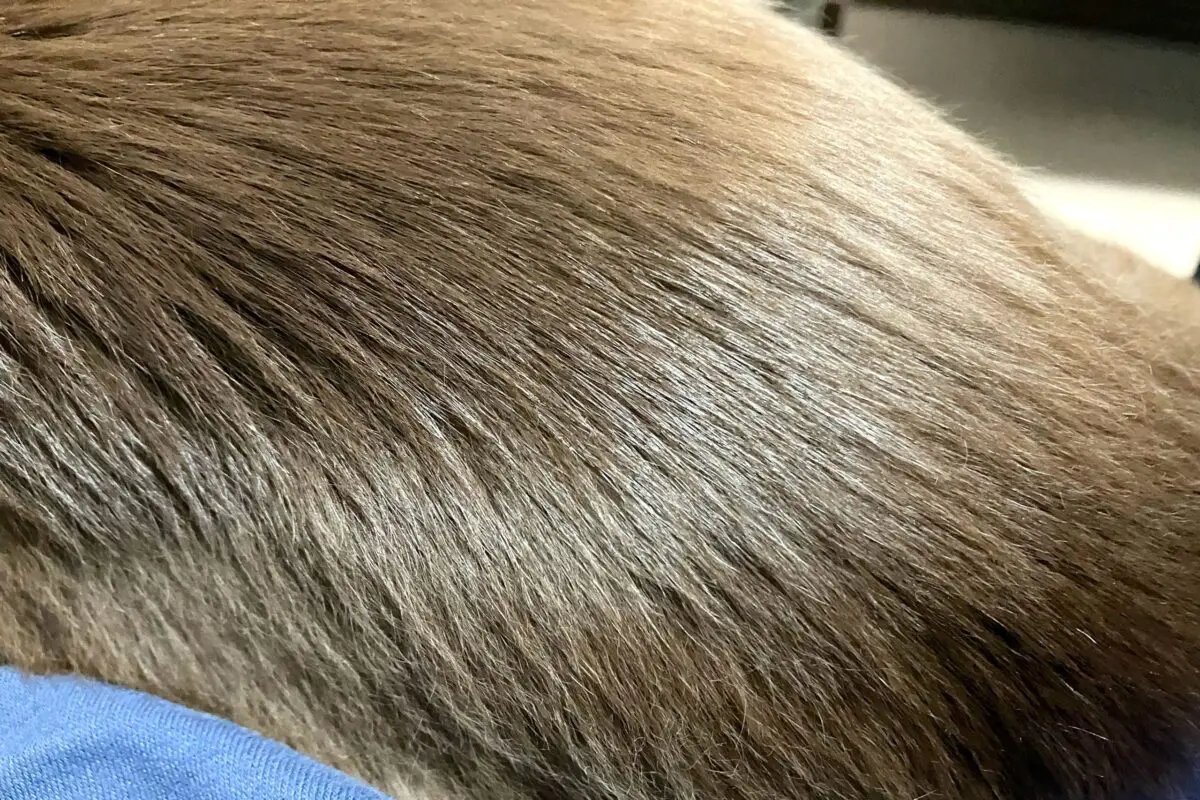 sirabee2024017chill14