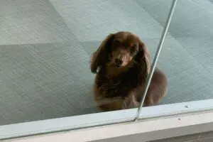 sirabee2024017chill15