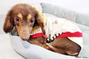 sirabee2024017chill16