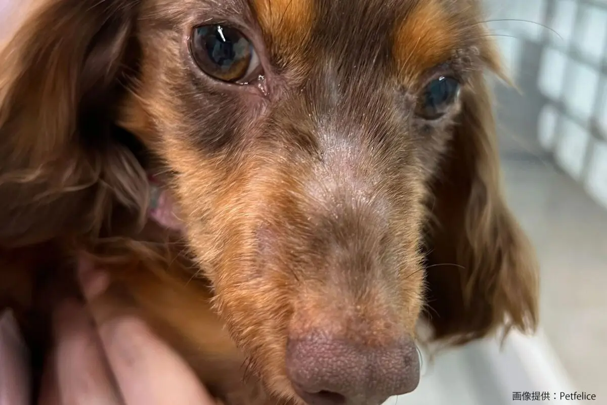 sirabee2024017chill17