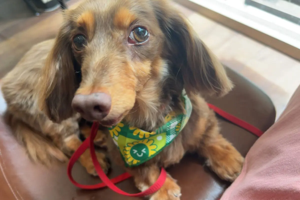 sirabee2024017chill4