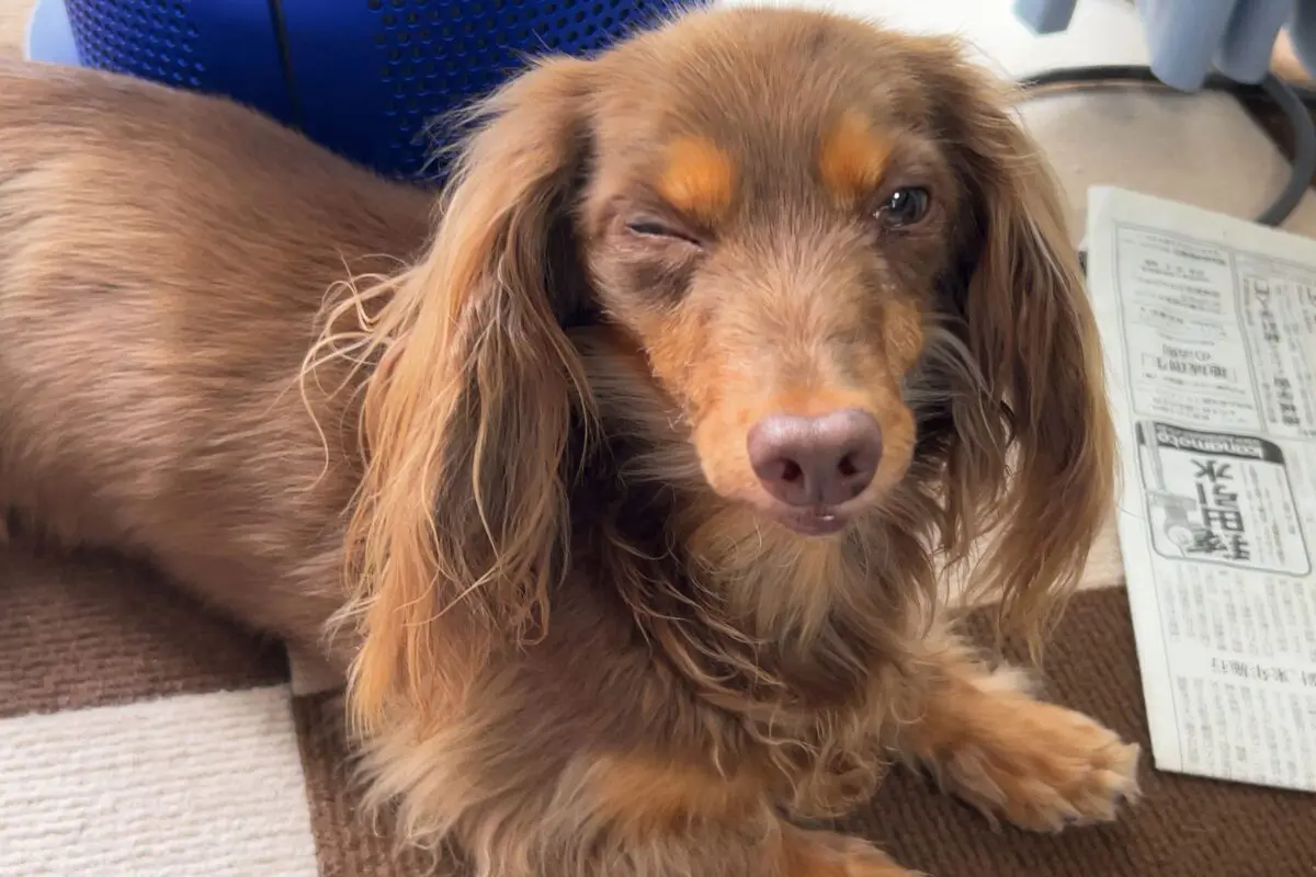 sirabee2024017chill7