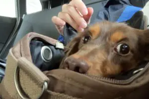 sirabee2024017chill9