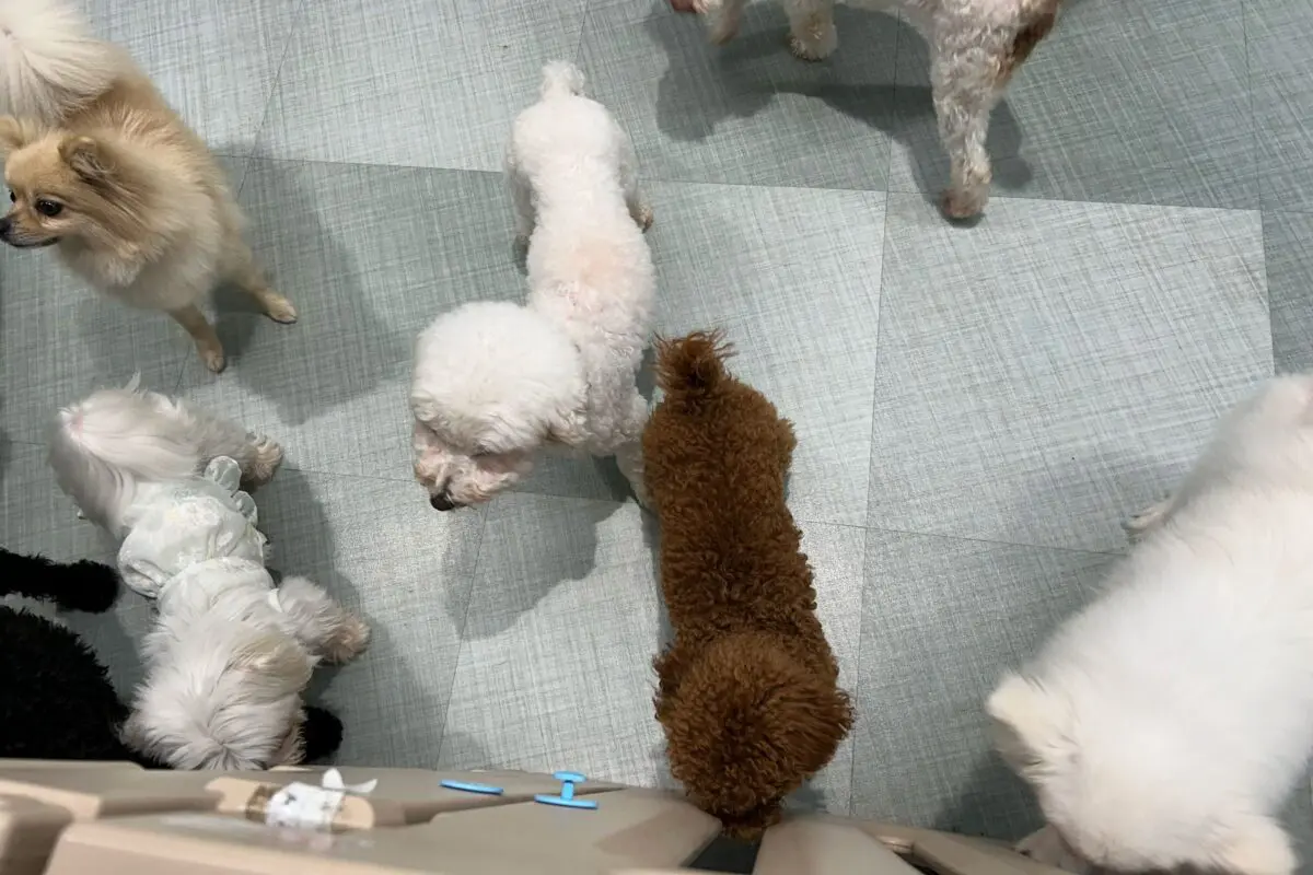 sirabee2024017petfelice