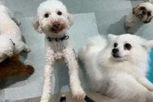 sirabee2024017petfelice2