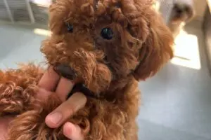 sirabee2024017petfelice3