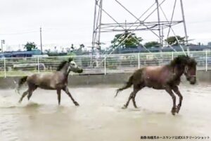 雨上がりの馬
