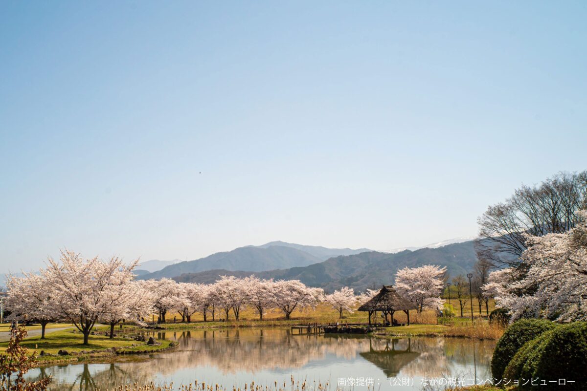 川中島古戦場史跡公園　水辺の広場まわり桜