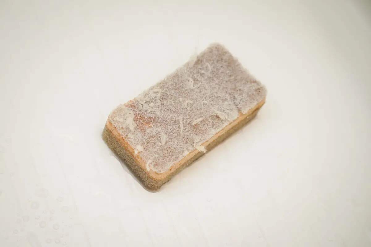 sirabee20240906sponge_5