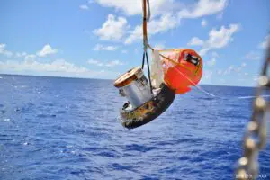 sirabee20240930tiger5