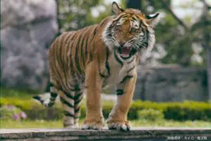 sirabee20241009tiger3