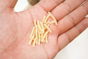 sirabee20241024Macaroni&Cheese5