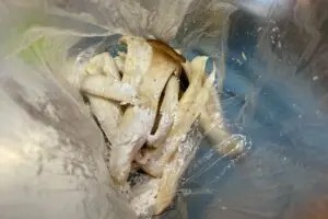 sirabee20241024eringi5