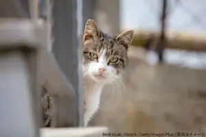 GettyImages-1471739544